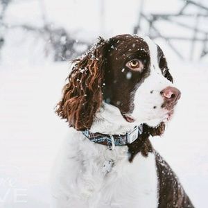 Meet your Posher, Sandy